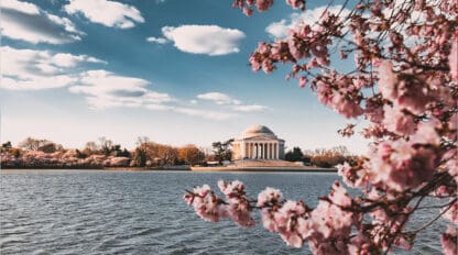 Picture of cherry blossom tree and tidal basin in Washington, DC