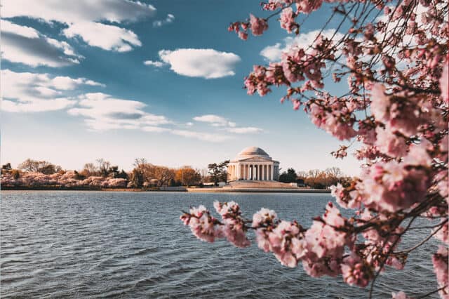 Picture of cherry blossom tree and tidal basin in Washington, DC